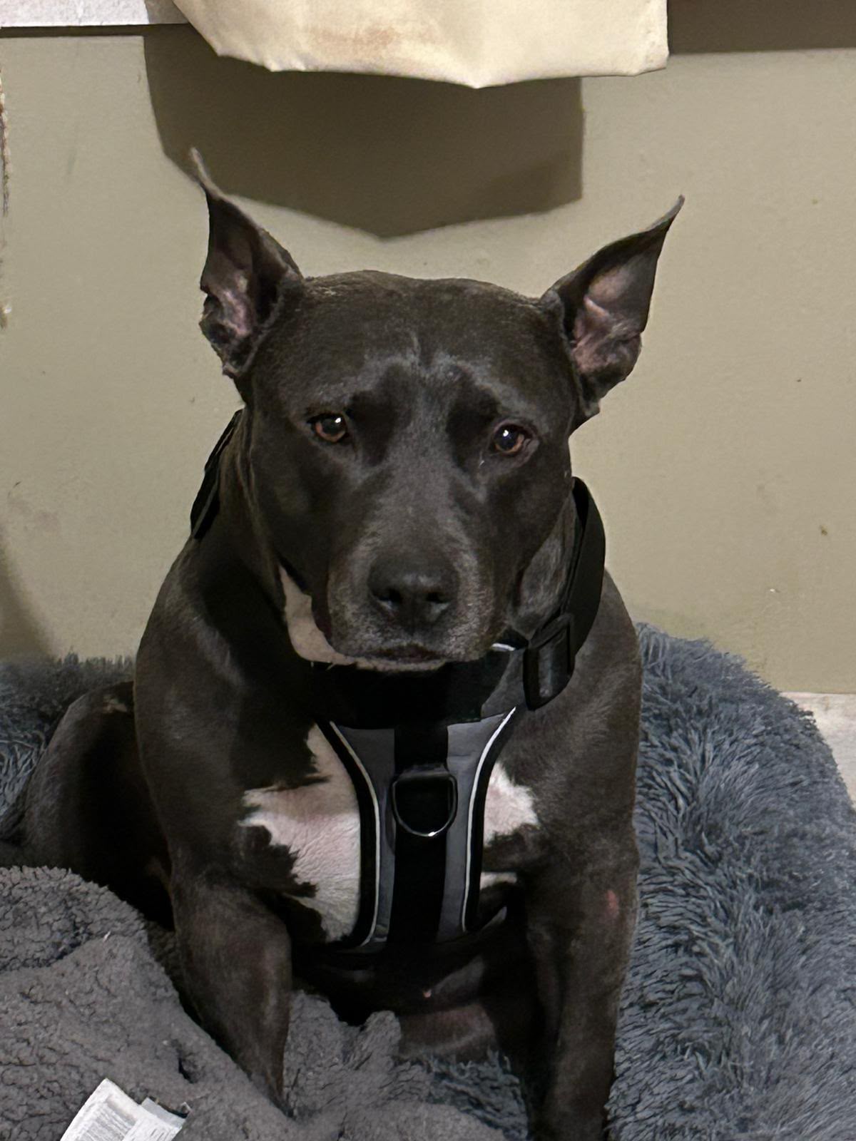 Dog saved from attack by our team