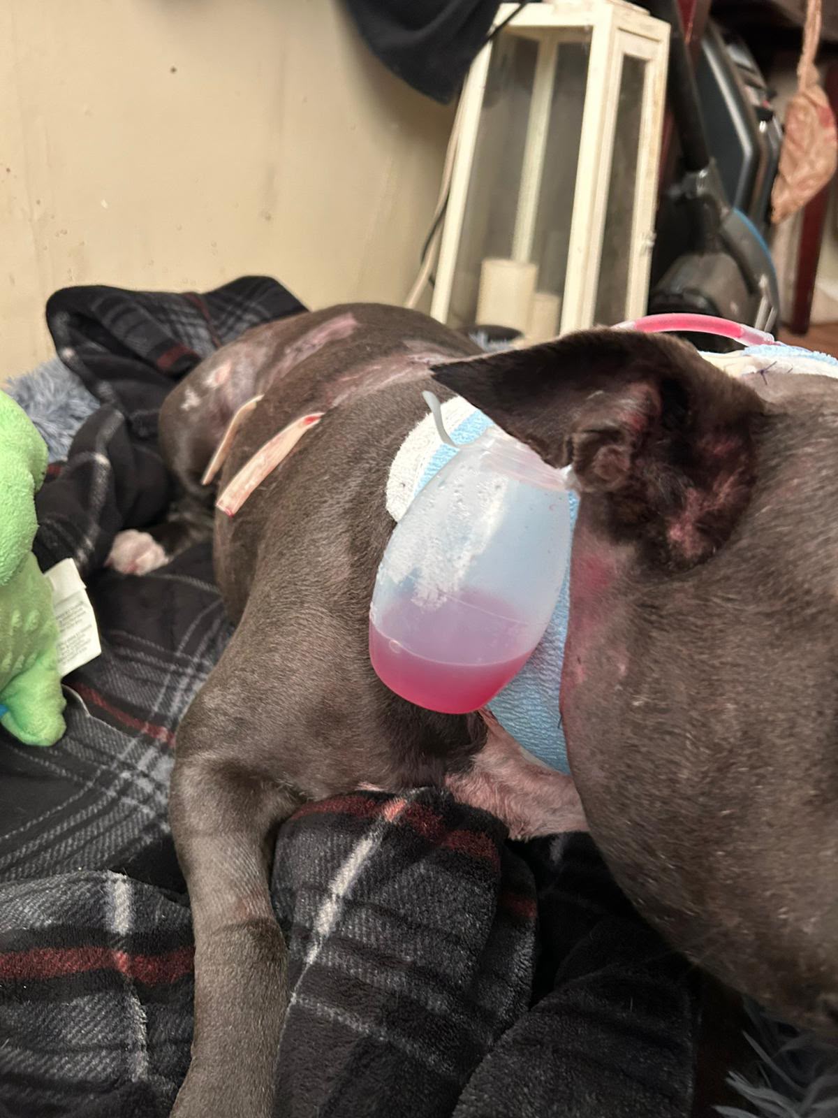 Additional recovery photo of the dog saved from attack