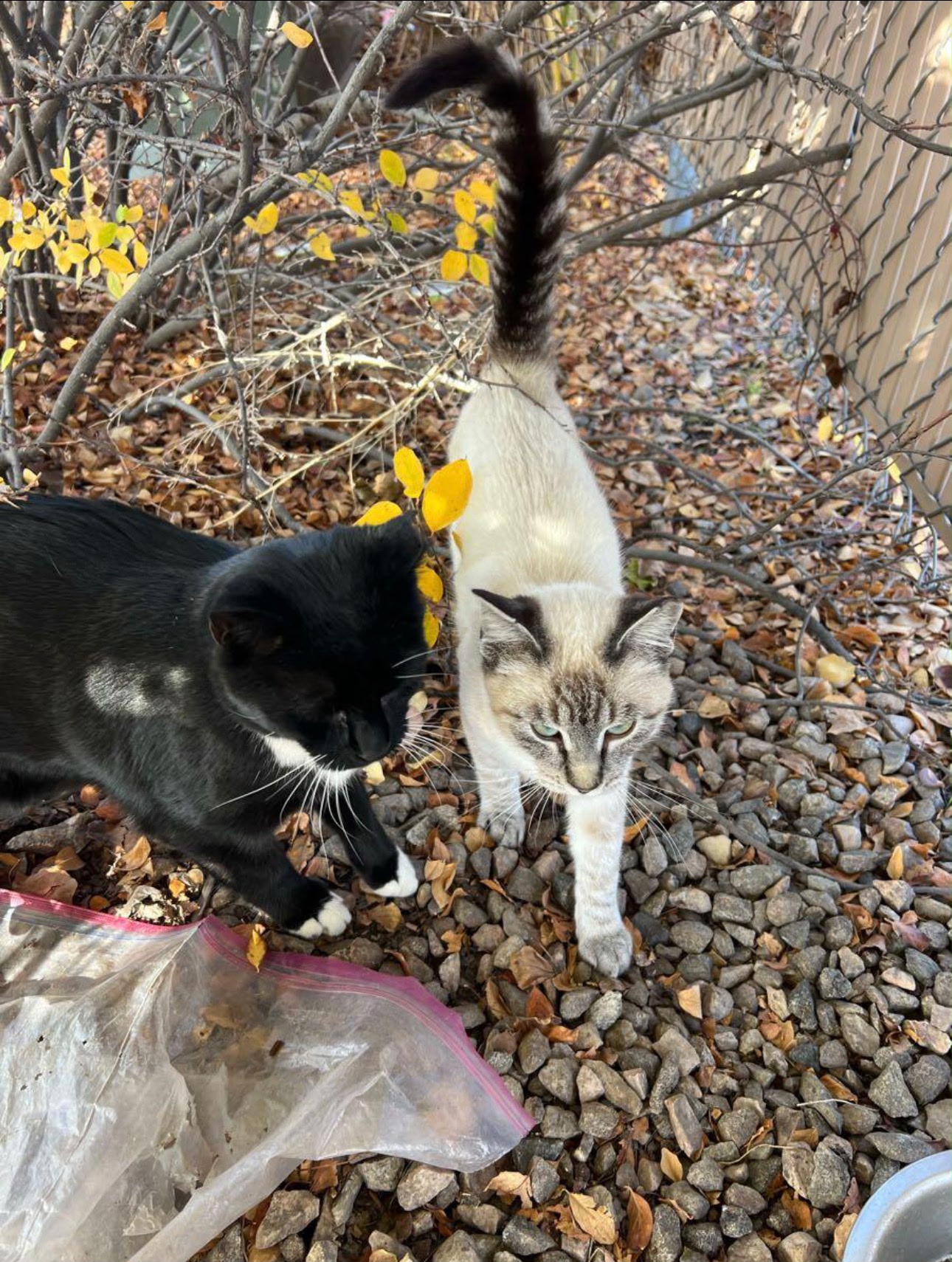 Street cats being fed by our team