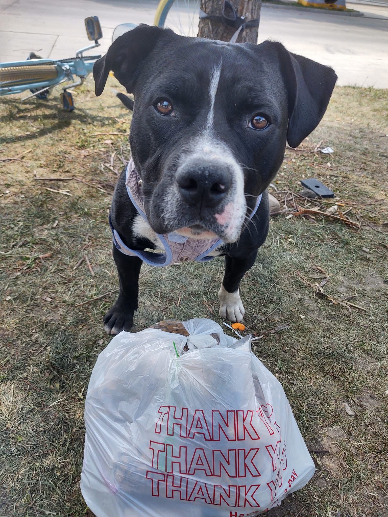 Homeless dog being supported and fed