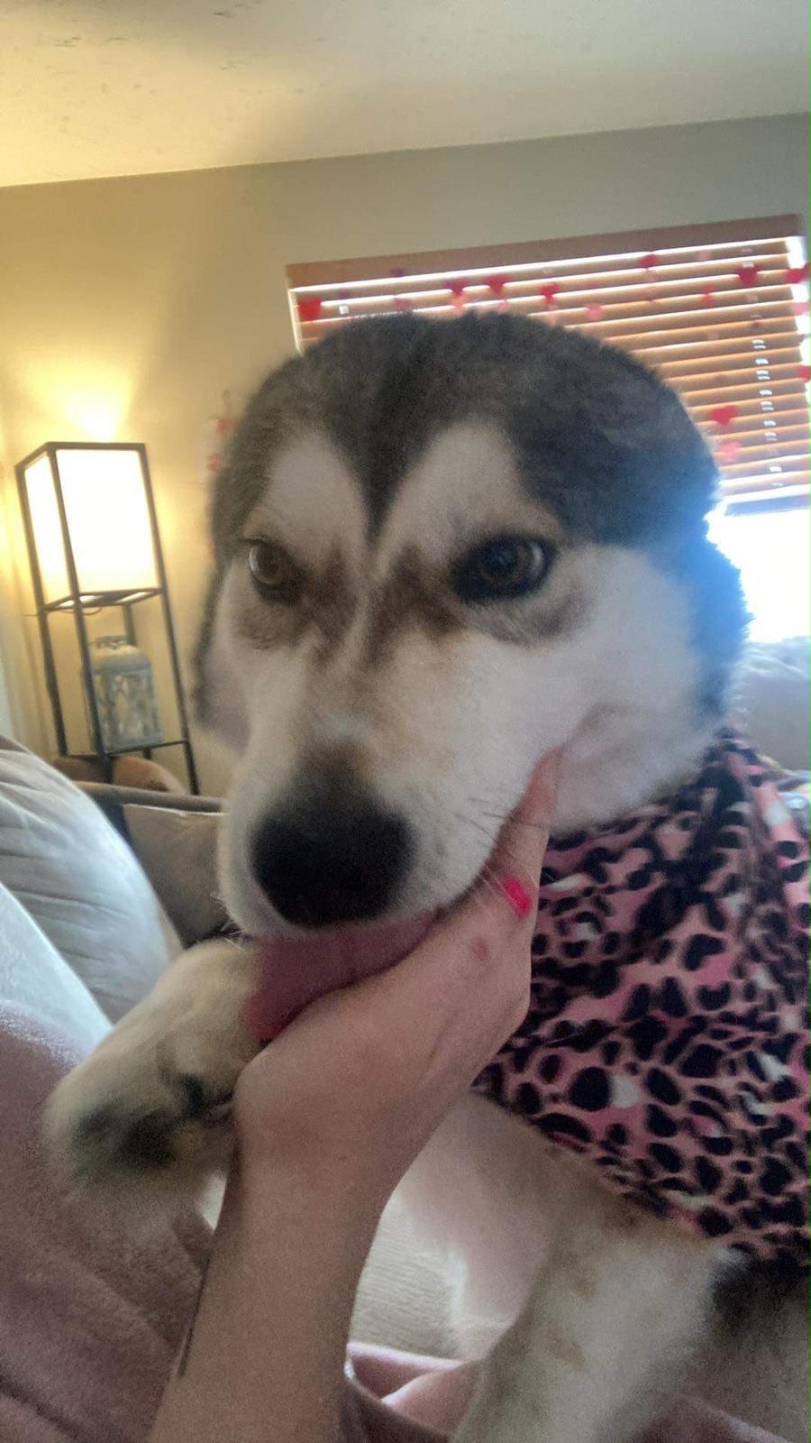 Happy rusky dog in his new home after being adopted