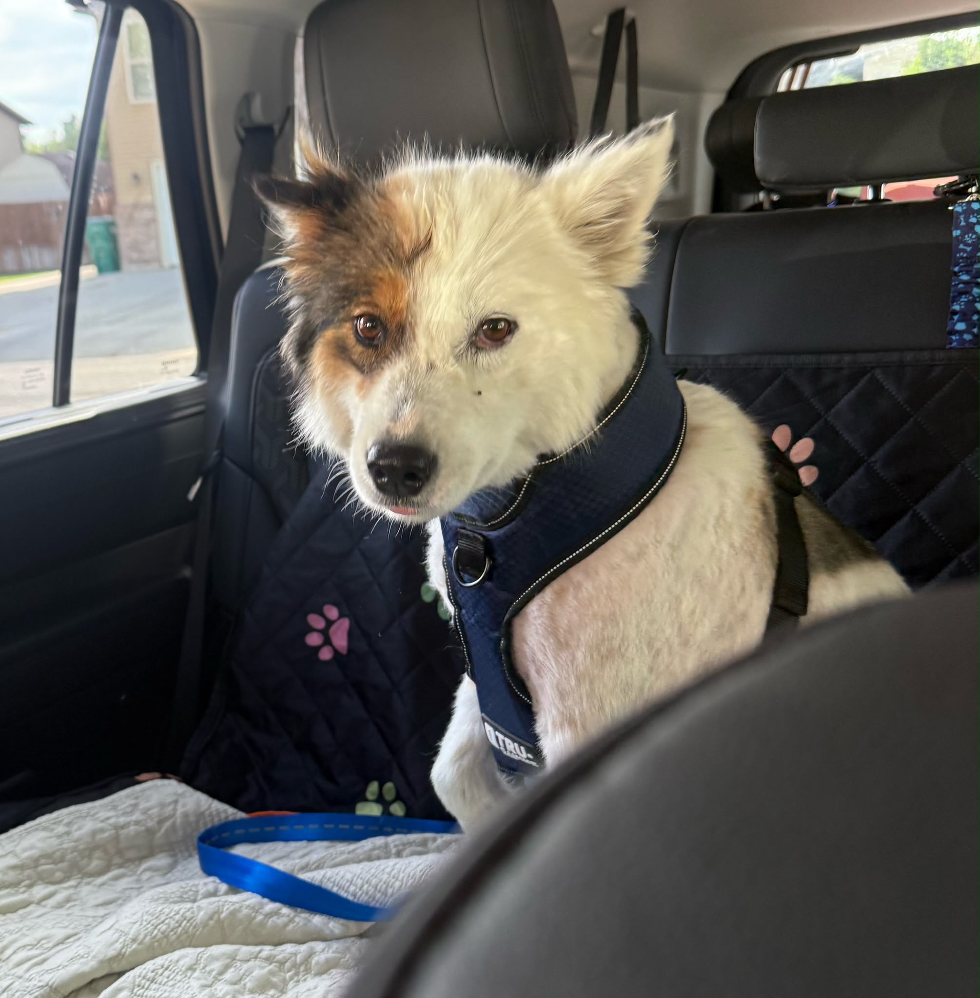 Second additional photo of the husky rescued from chains