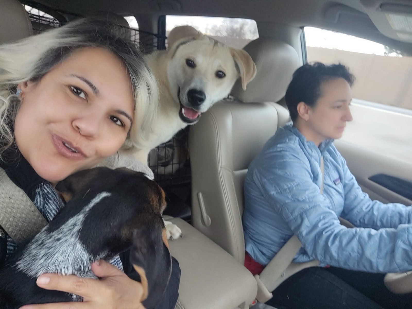 Our team transporting pets to safety