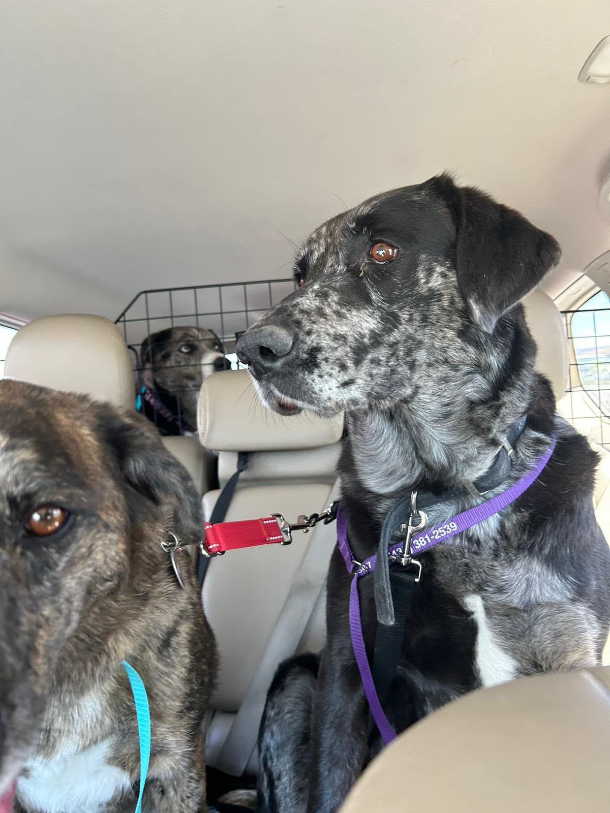Additional photo of pets being transported to safety