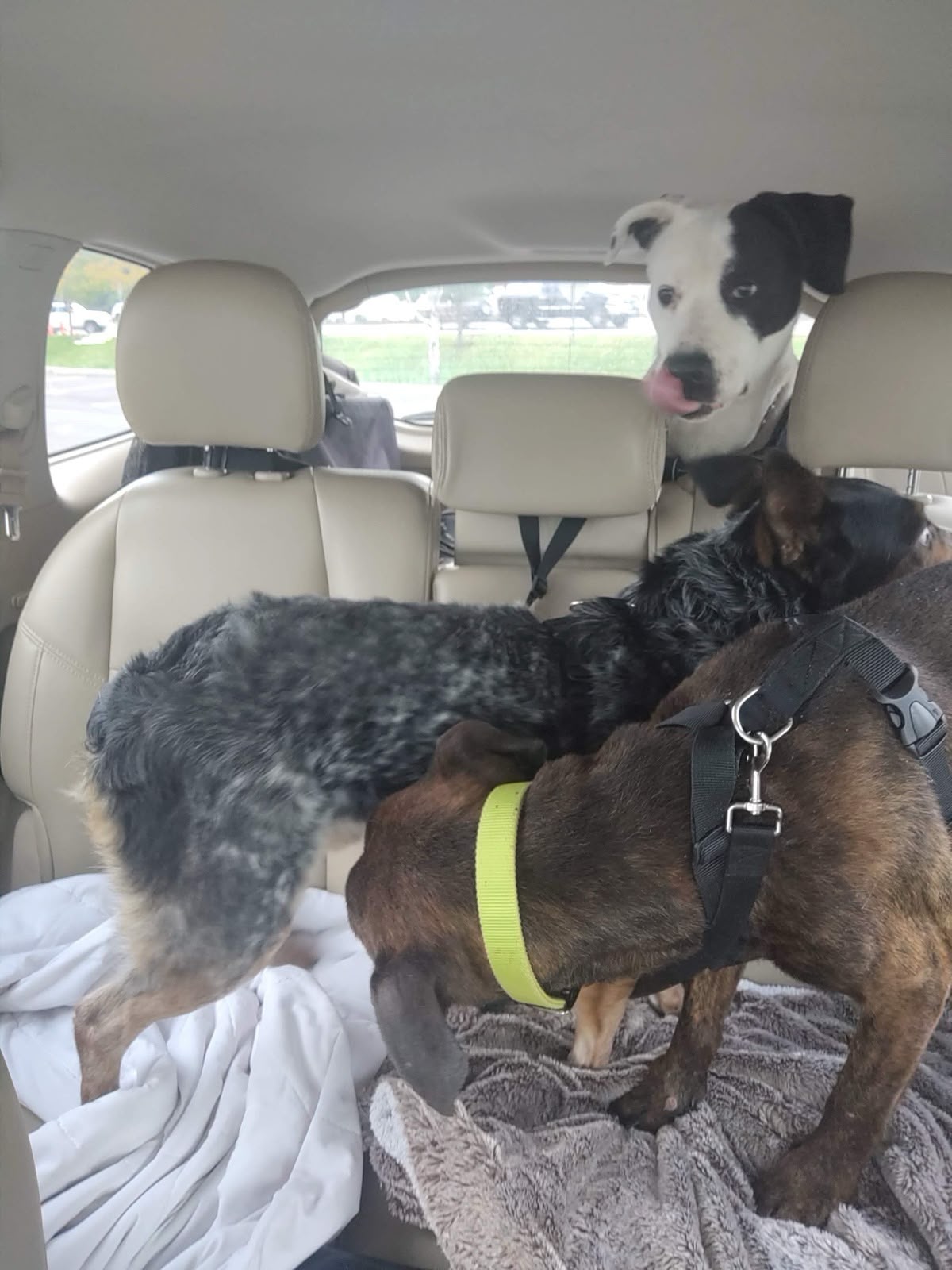 Second additional photo of pets being transported to safety