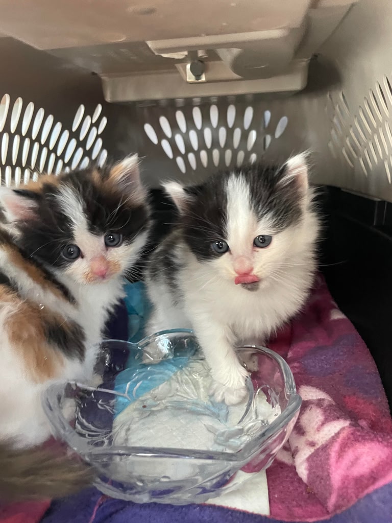 Third additional photo of pets being transported to safety